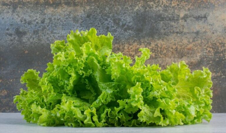 Lettuce Shortage: Causes, Impacts, and Adaptations 2024-25 Lettuce Shortage
